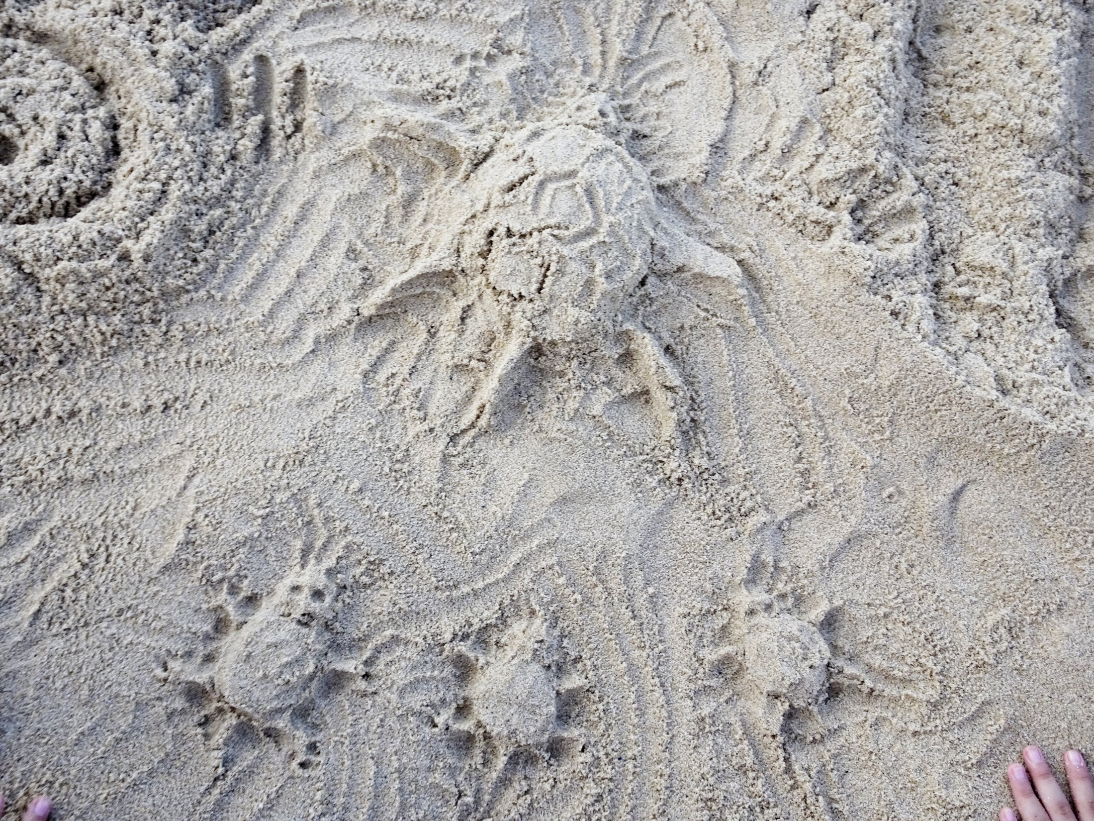 Drawing of marine life in the sand