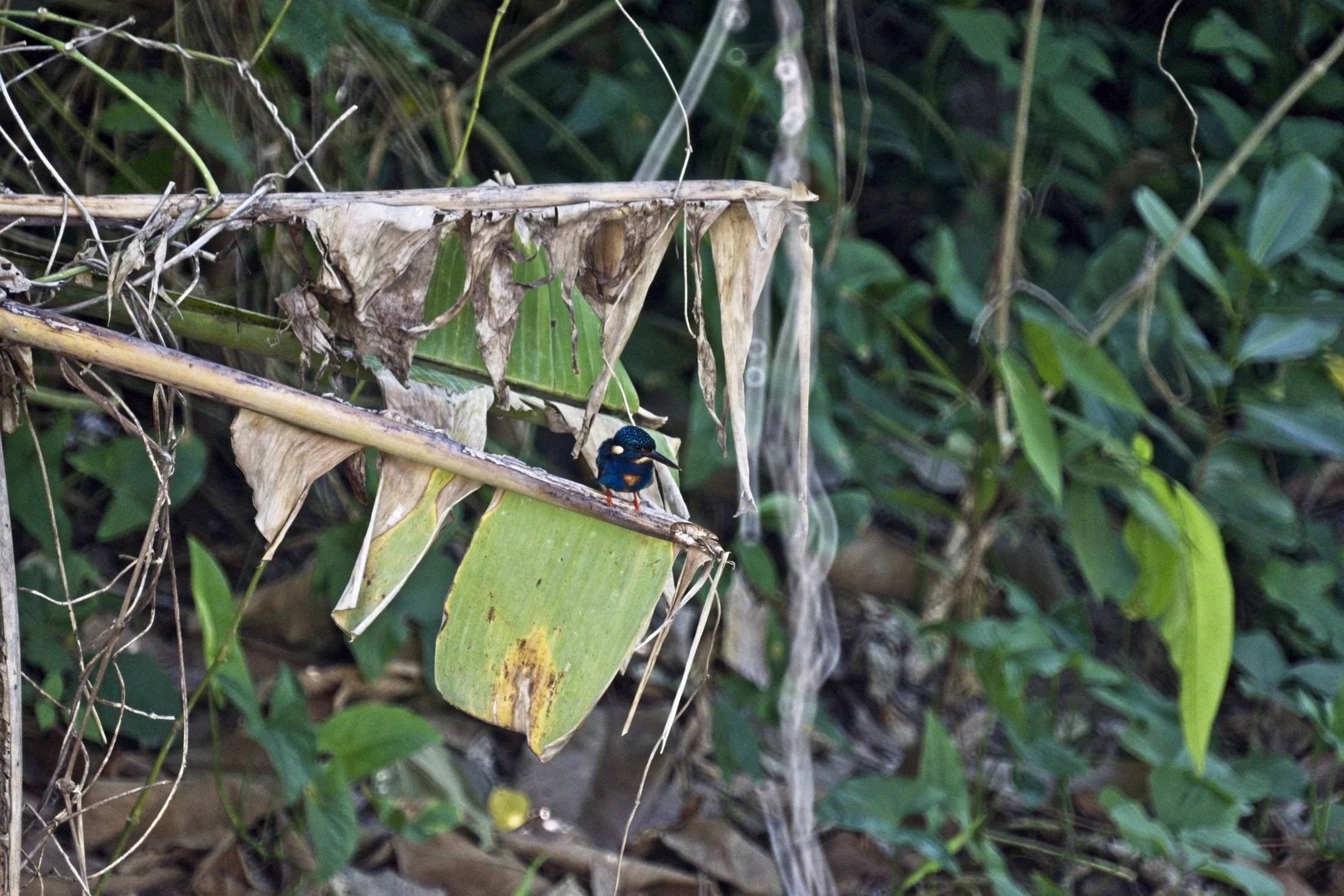 Indigo-banded Kingfisher - Alcedo cyanopecta, male