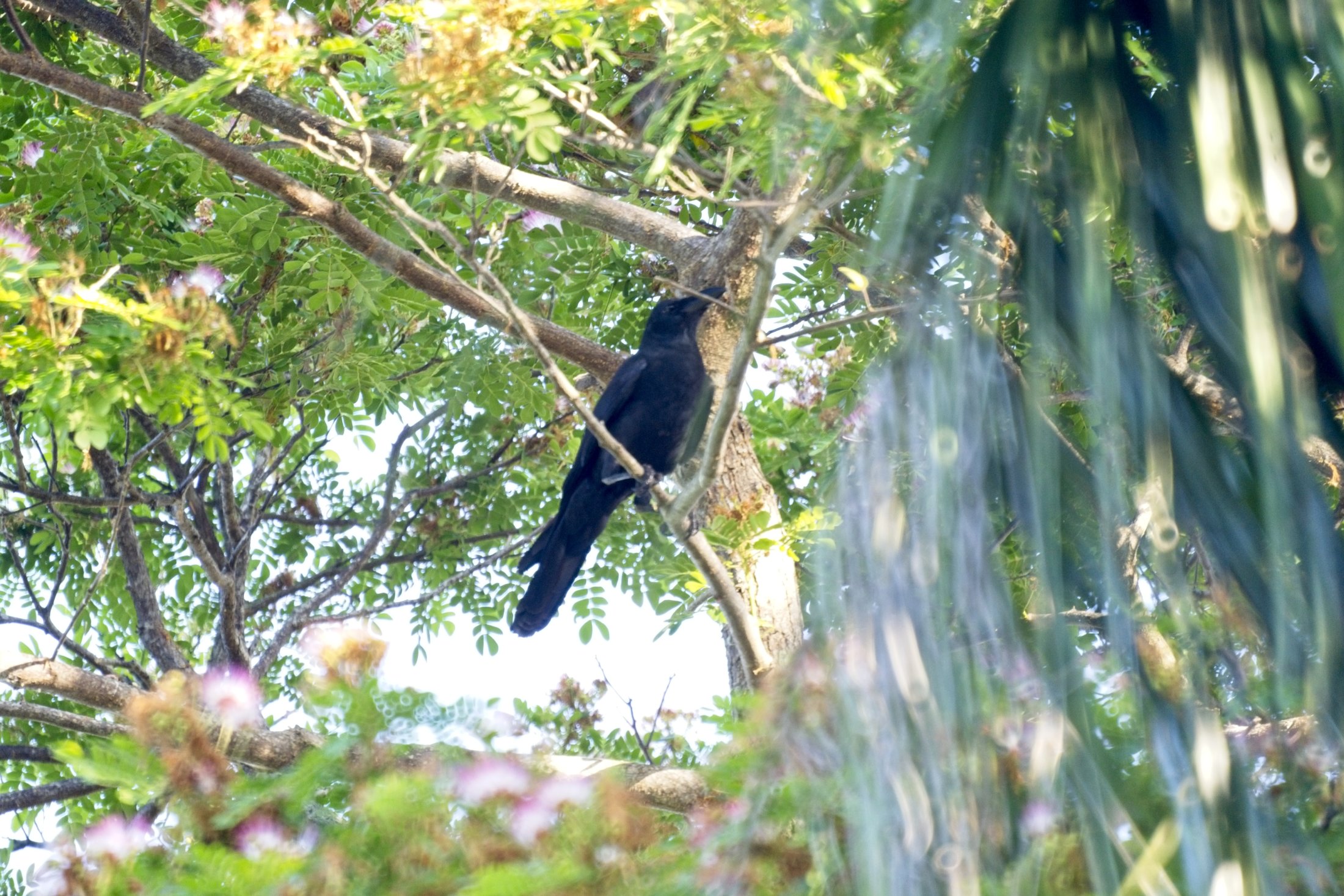Large-billed Crow - Corvus macrorynchos