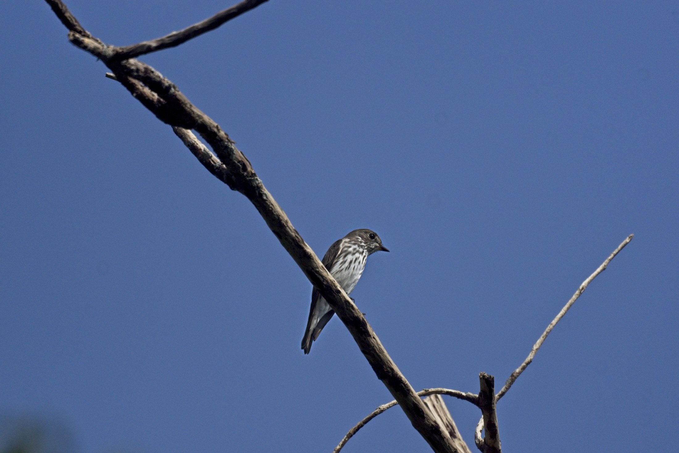 Grey-streaked Flycatcher - Muscicapa griseisticta