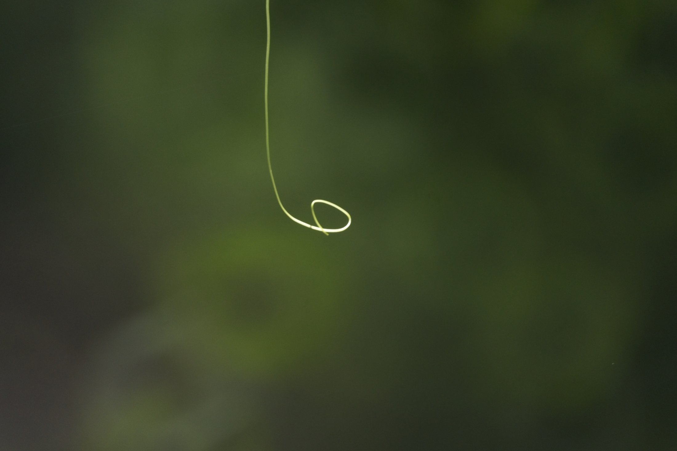 Creeper tendril, starting to coil