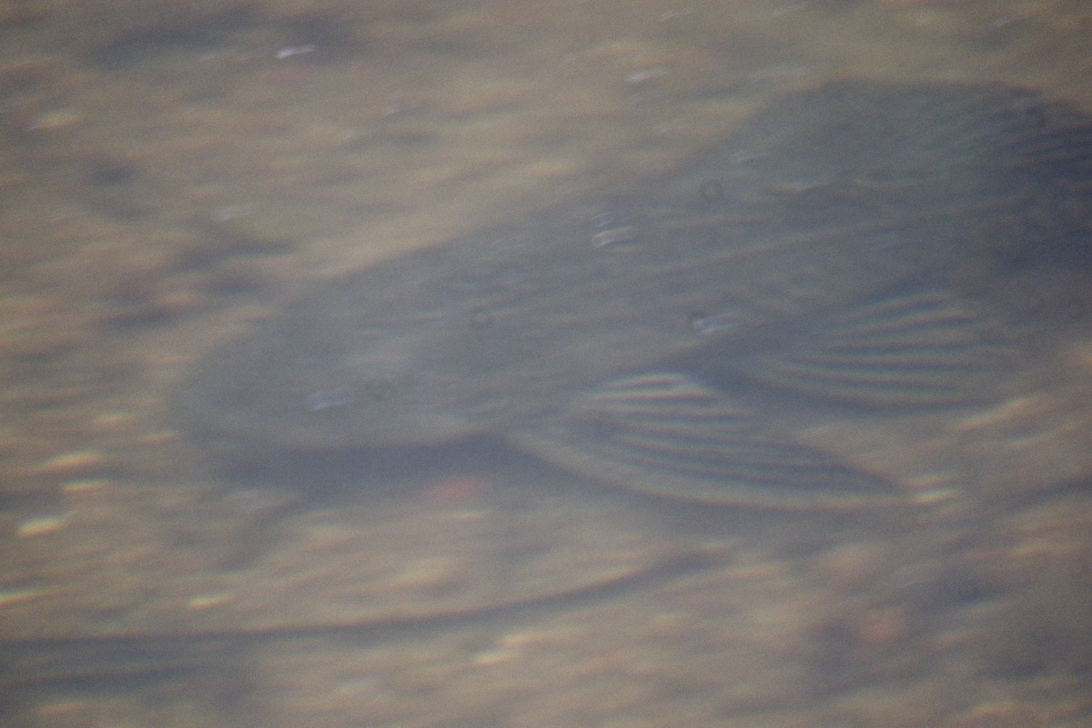 Fish in creek