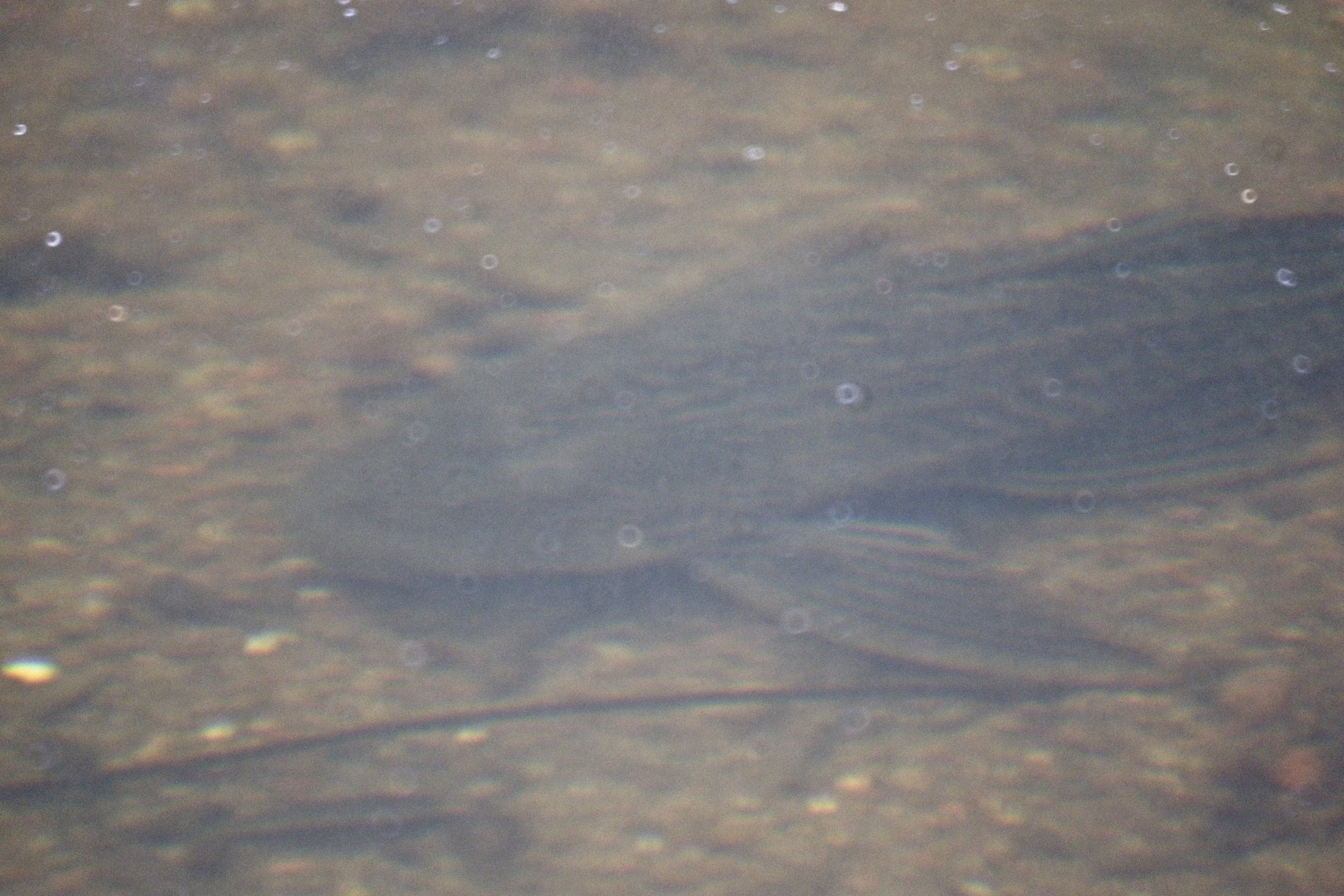 Fish in creek