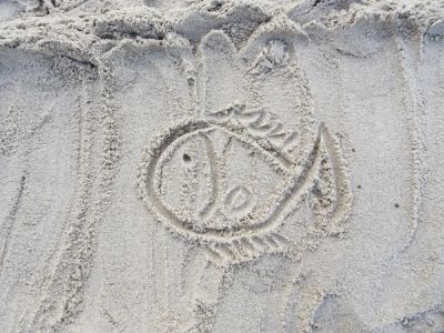 Drawing of marine life in the sand