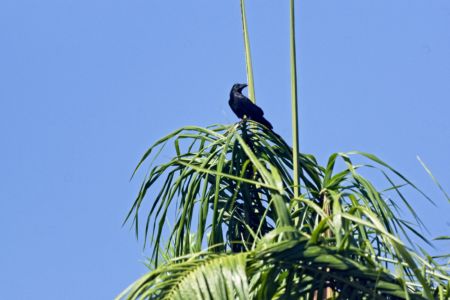 Large-billed Crow - Corvus macrorynchos