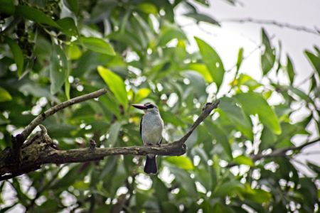 Woodland Kingfisher - Halcyon senegalensis