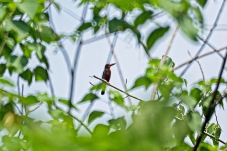 White-throated Kingfisher - Halcyon gularis