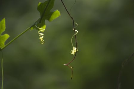 Creeper tendril, coiled up