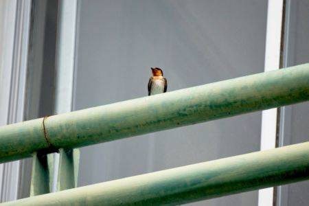 House Swallow - Hirundo javanica