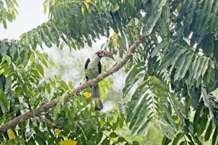 Luzon Hornbill - Penelopides manillae