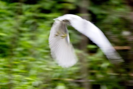 Little Egret - Egretta garzetta - in flight