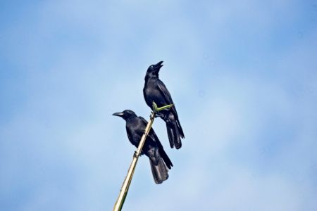 Large-billed Crow - Corvus macrorhynchos