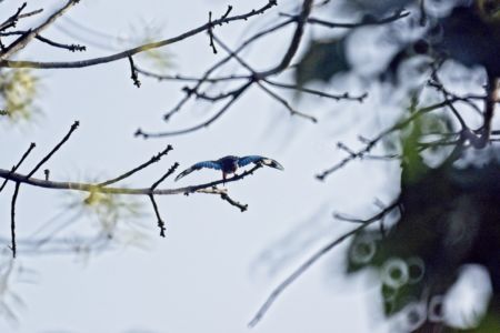 White-throated Kingfisher - Halycon gularis