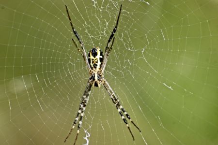 A common spider in its web in the ricefields