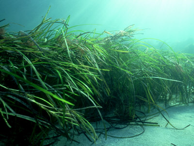 Eelgrass, a species of valuable seagrass