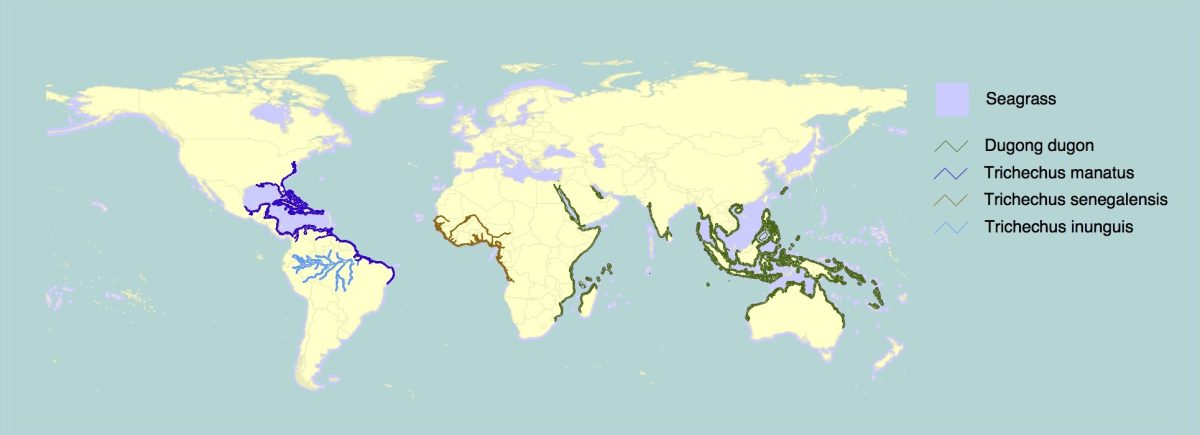 Post 007-On Zostera marina and seagrass-Fig.10-Distribution of seagrass, manatees, dugong-1930 by 700